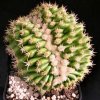 Echinocactus_grusonii_brevispinus_cristata